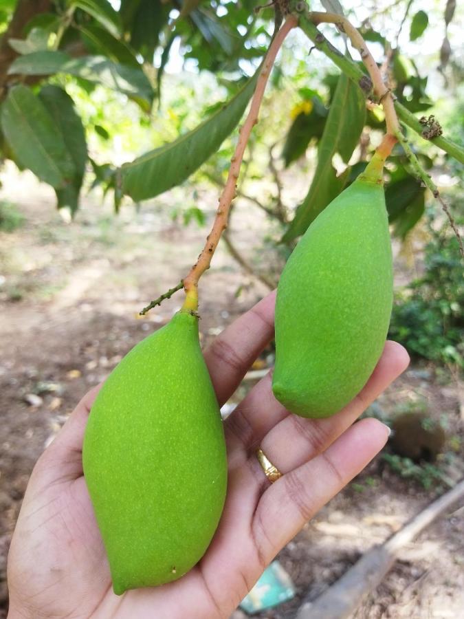 Вилла Pratik Mango Farm House Revadanda Экстерьер фото